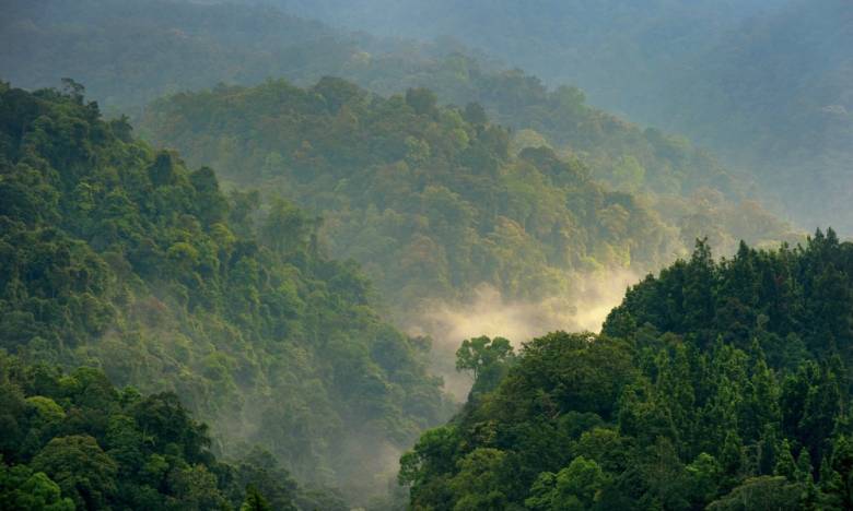 Yahudi Ubah Gurun Jadi Hutan [3] Bagaimana Nasib Hutan di Indonesia?