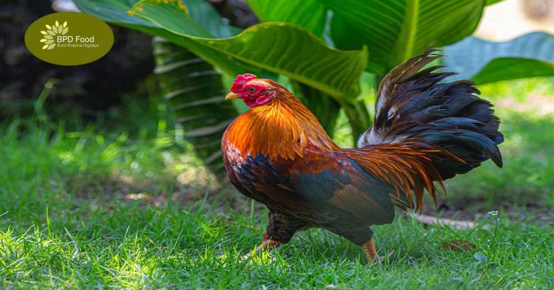 6 Jenis Ayam Pedaging di Indonesia yang Sudah Tak Asing Lagi