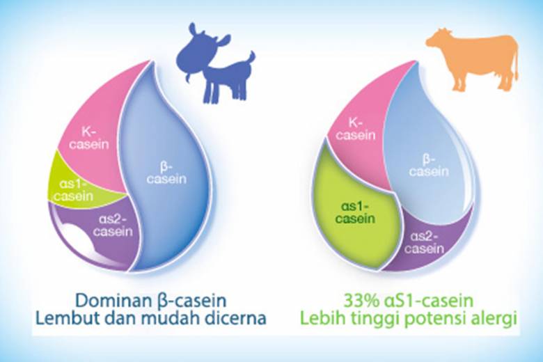 Kenapa Pilih Susu Kambing Formula Karihome untuk Anak Alergi Susu Sapi?