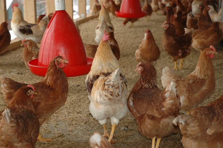 Panduan Memilih Pakan Ayam