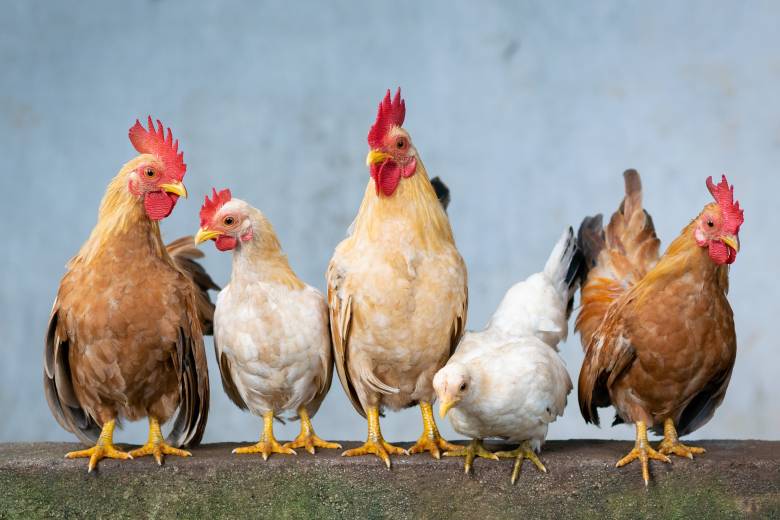 Kenali Ciri Perbedaan Ayam Jantan dan Betina