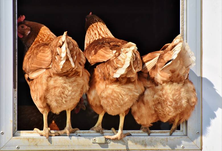 Cara Memanfaatkan Kotoran Ayam Menjadi Pupuk Organik