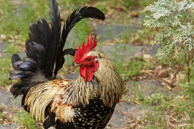 Tips Beternak Ayam Kampung Agar Cepat Panen