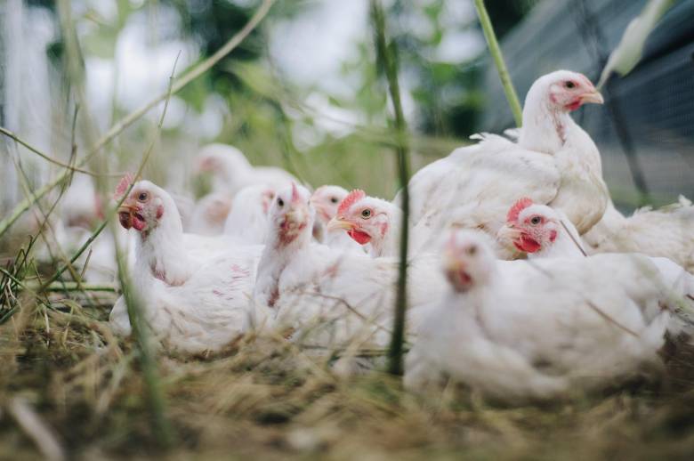 Mengenal Hama Gurem pada Ayam dan Cara Mengatasinya