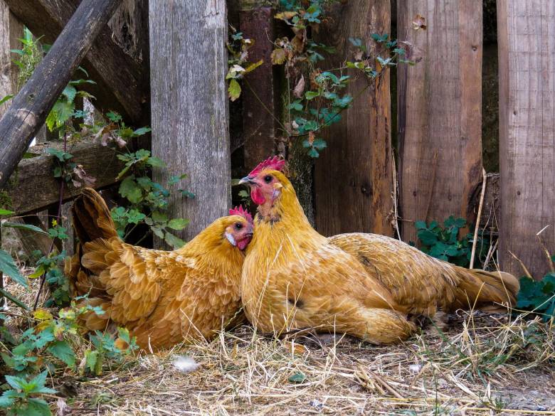 Tips Ampuh Mengatasi Ayam Tidak Mau Bertelur!