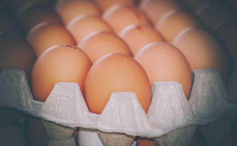 Wajib Diperhatikan Saat Proses Panen Telur Ayam!