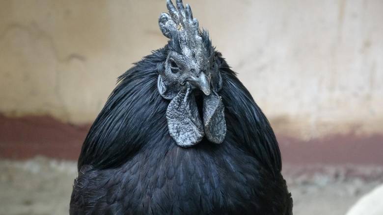 Ayam Cemani Ayam Hitam Langka di Dunia Berasal Dari Jawa.