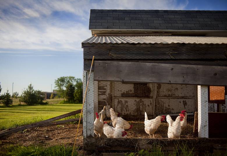 Tips Menentukan Lokasi Peternakan Ayam