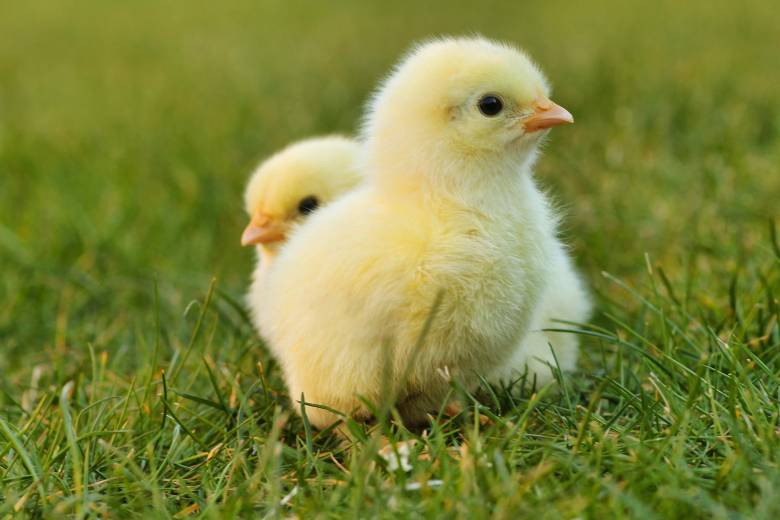 Hal Yang Harus Di Perhatikan pada Masa Brooding Ayam Petelur