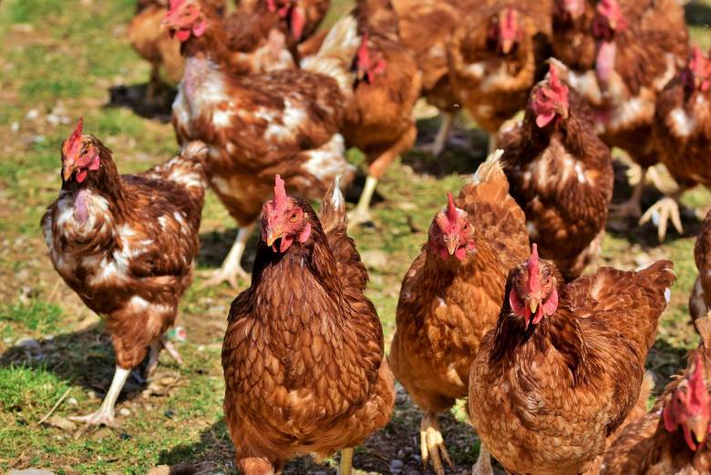 Mengenal Penyakit Coryza Pada Ayam Yang Mampu  Menurunkan Produksi Telur