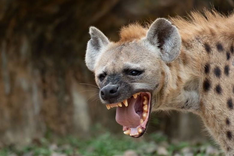 Hyena Politics