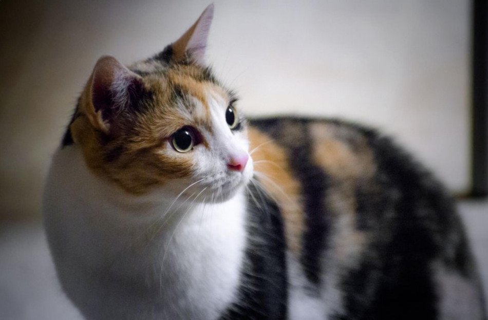 Misteri atau Mitos Kucing Kembang Telon, Bukan Kembang Kelon