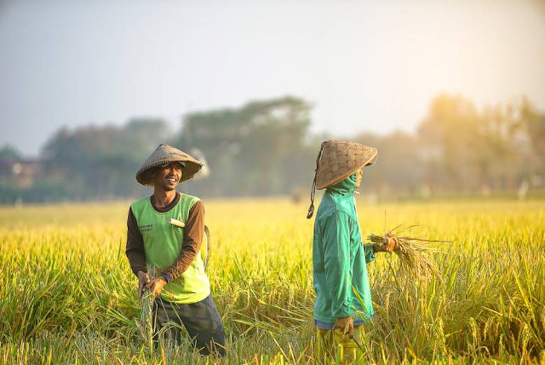 Indonesia Minim Petani Muda