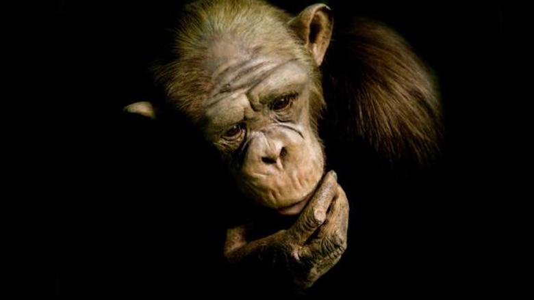 Manusia Keturunan Monyet atau Sebaliknya? Ini Seni Berpikir Lateral dalam Menulis
