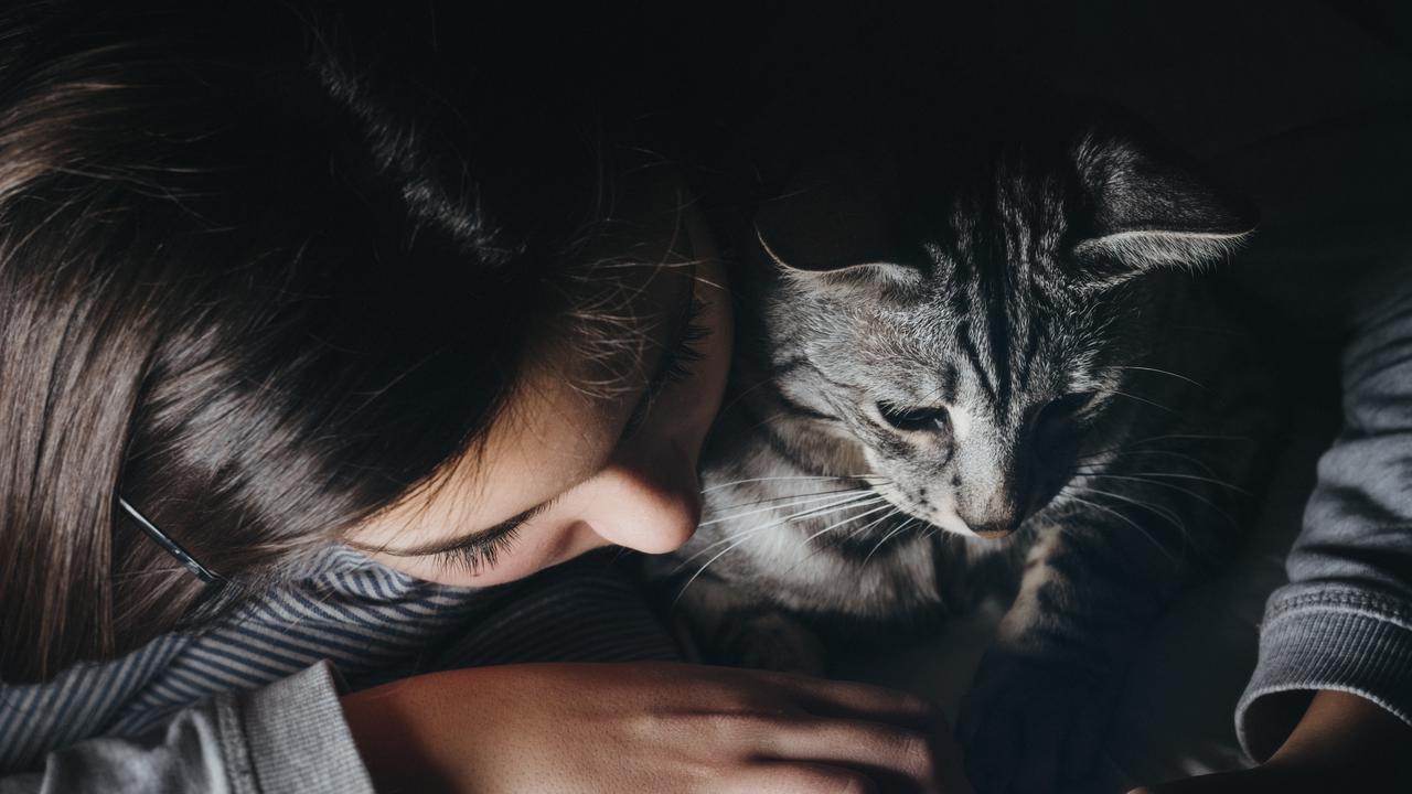 Analogi Kucing Liar dengan Manusia Terkait Daya Tahan Tubuh