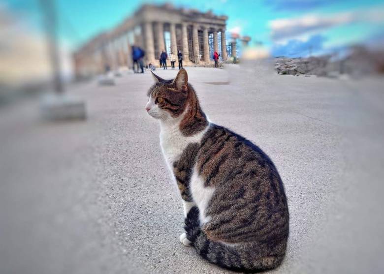 Kucing-kucing Yunani