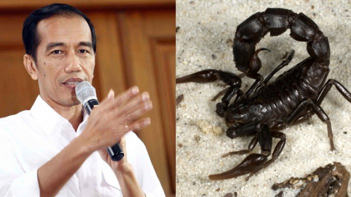 Jokowi dan Kalajengking, "Still Loving Youuuuu...."