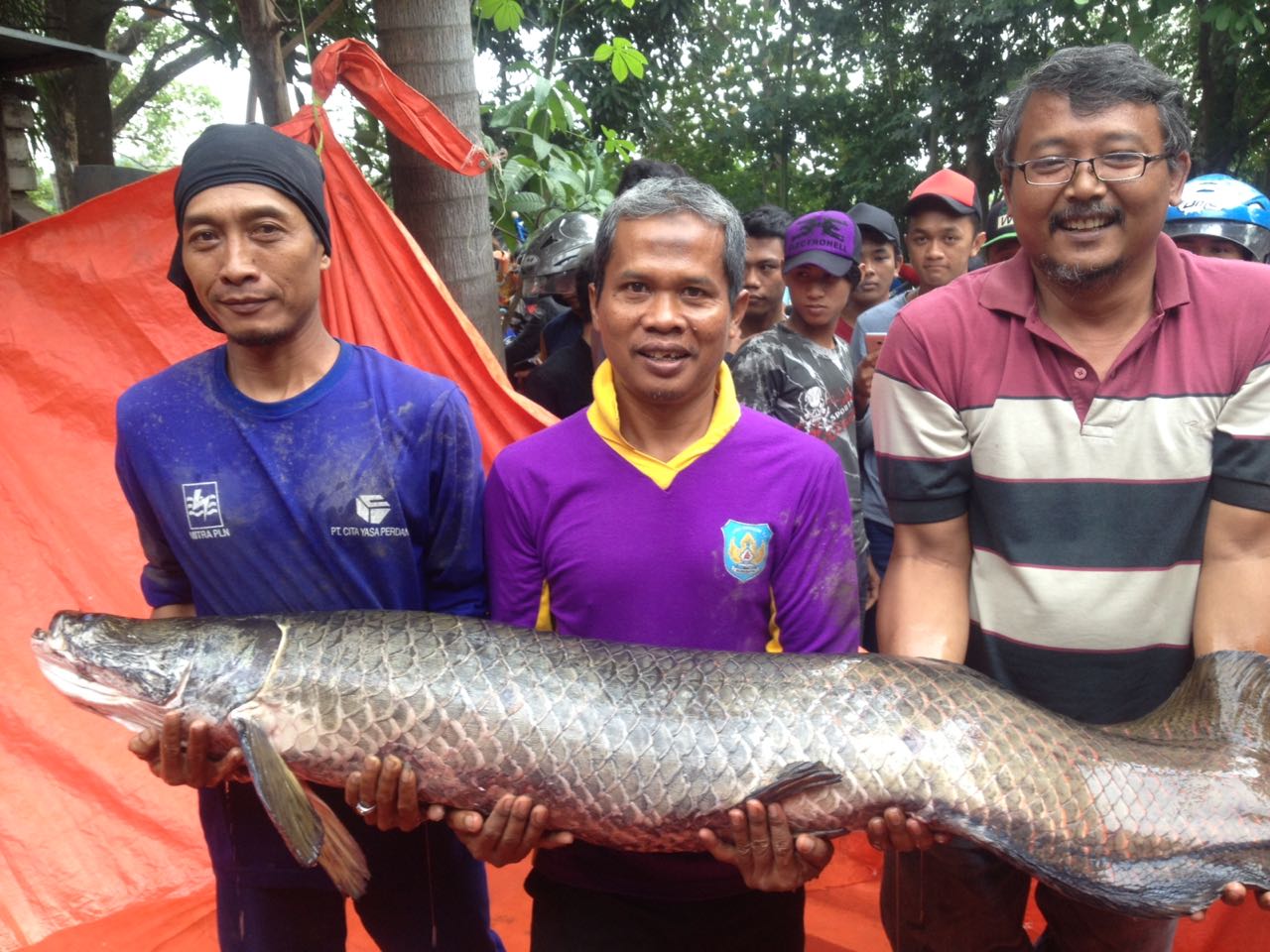 Penebar Ikan “Arapaima Gigas” di Sungai Brantas Harus Dihukum!